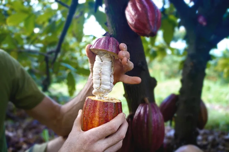 Organic Tropical Fruit Pick & Taste Tour