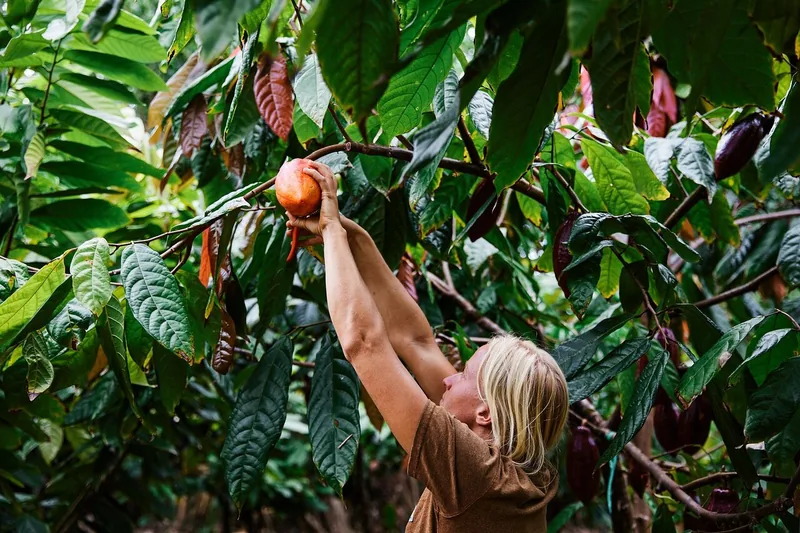 Kauai Chocolate Farm Tour & Tasting