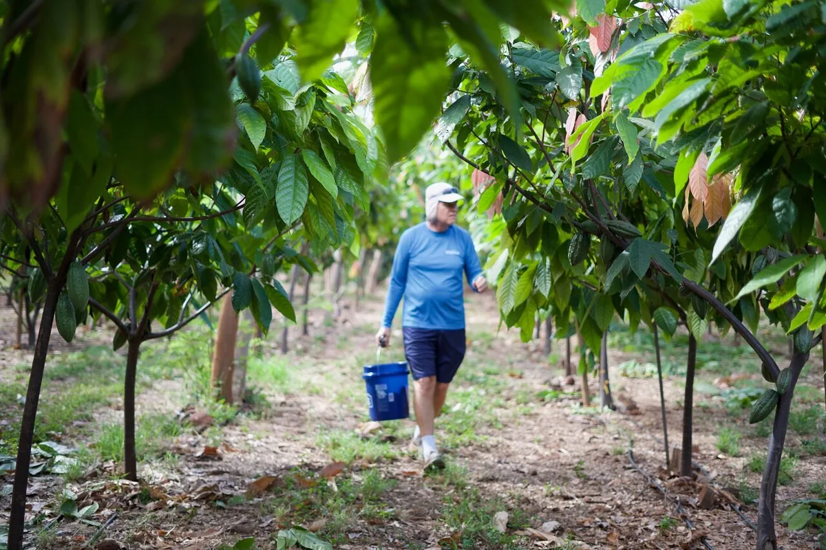 A man in a blue shirt carrying a bucket along a row of young cacao trees