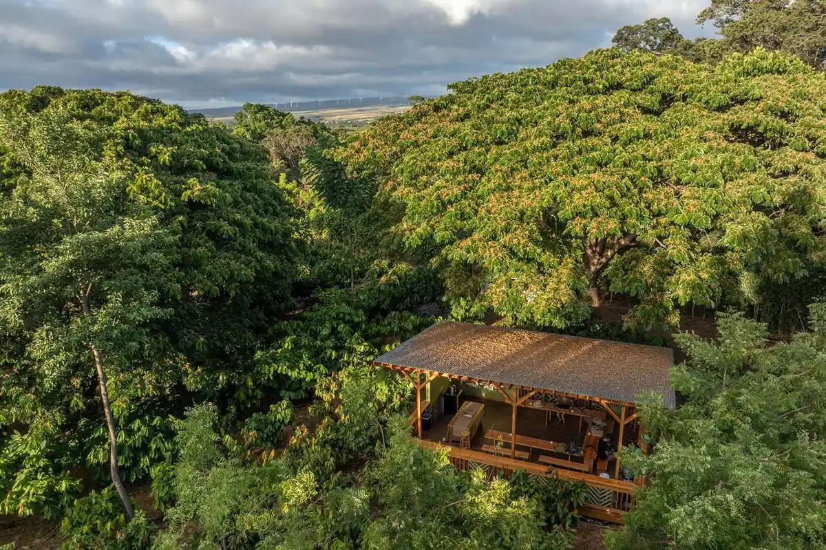 Aerial view of a dense green cacao orchard with a thatched open-sided hut