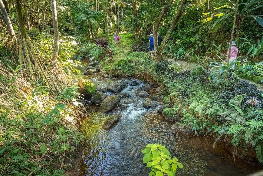 A clear stream running over rocks through lush tropical planting, with visitors on the path beyond