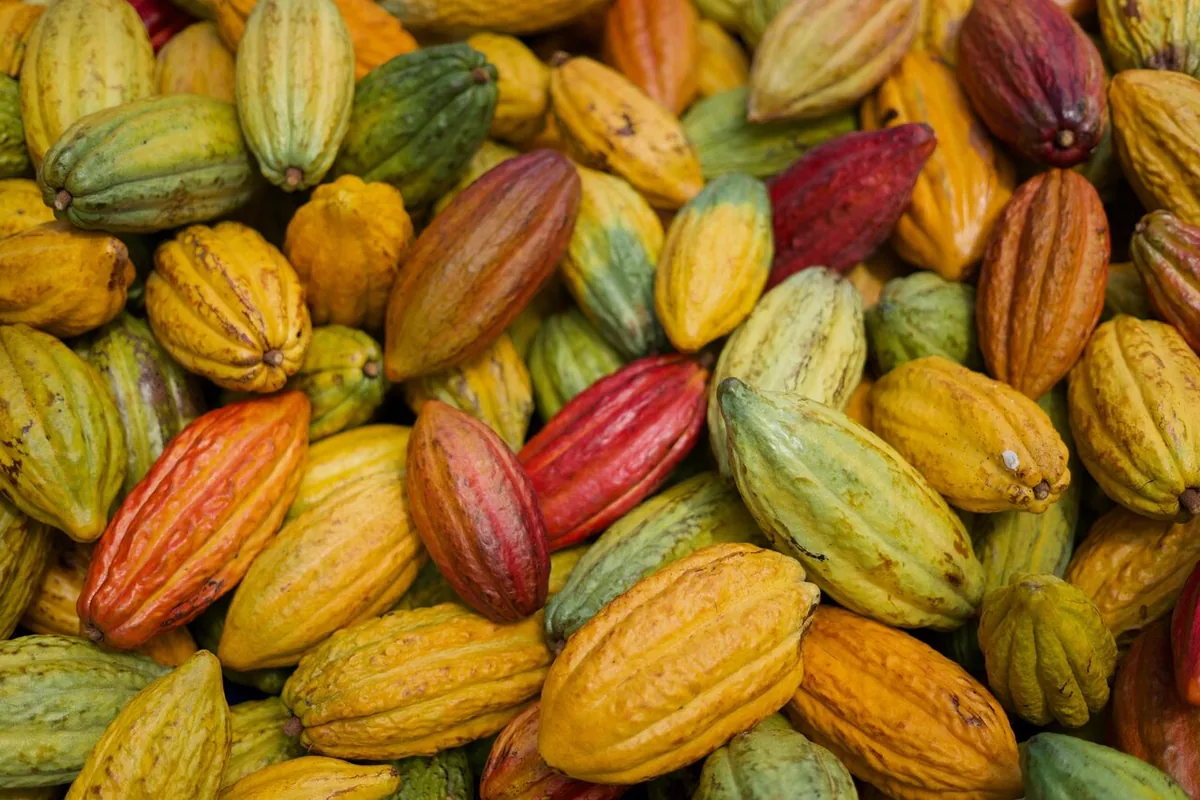 A pile of harvested cacao pods in yellow, orange, green and red