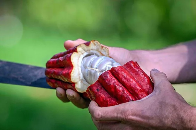 Hands holding a freshly split red cacao pod with white pulp around the seeds